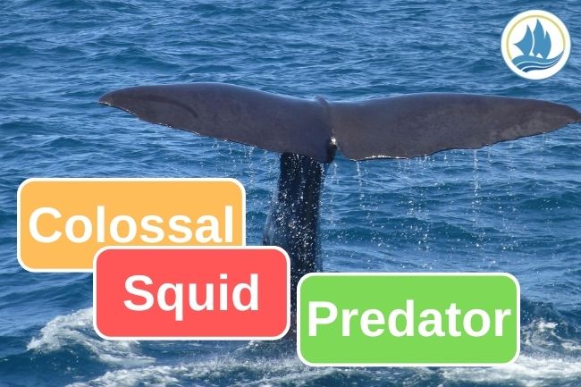 Colossal Squid Predation